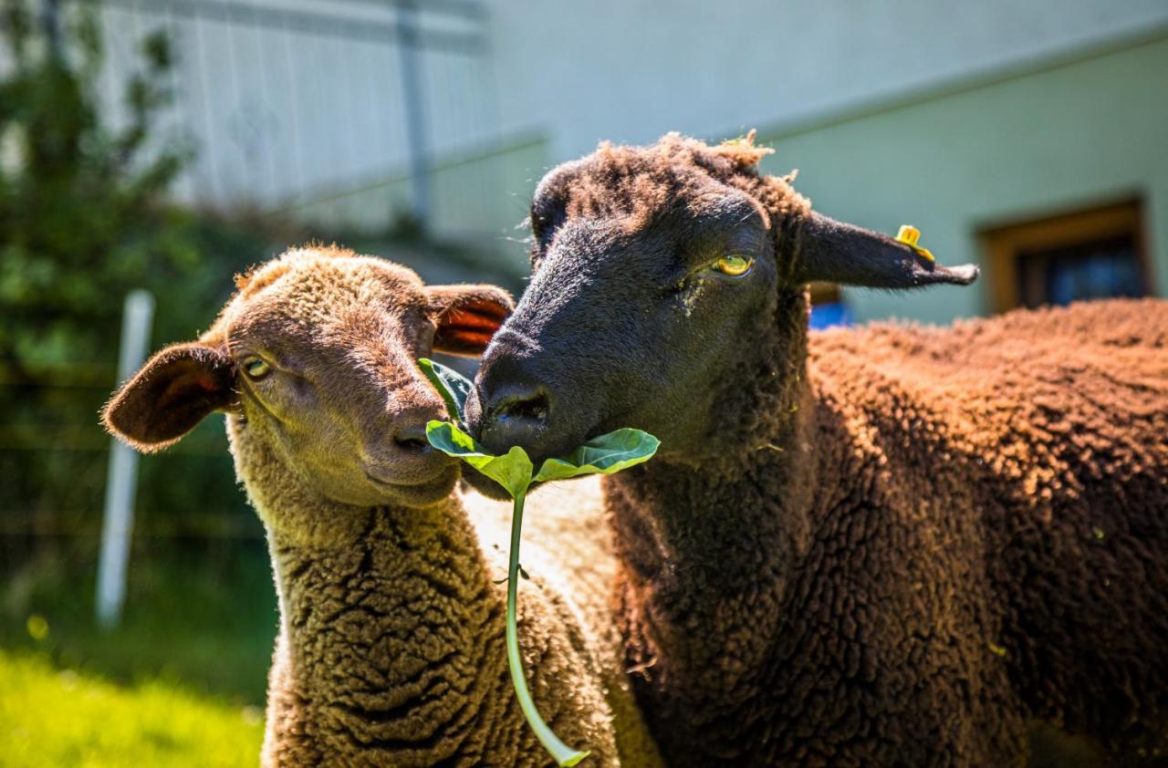 Weidinghof Lägenhet Sankt Veit im Pongau Exteriör bild