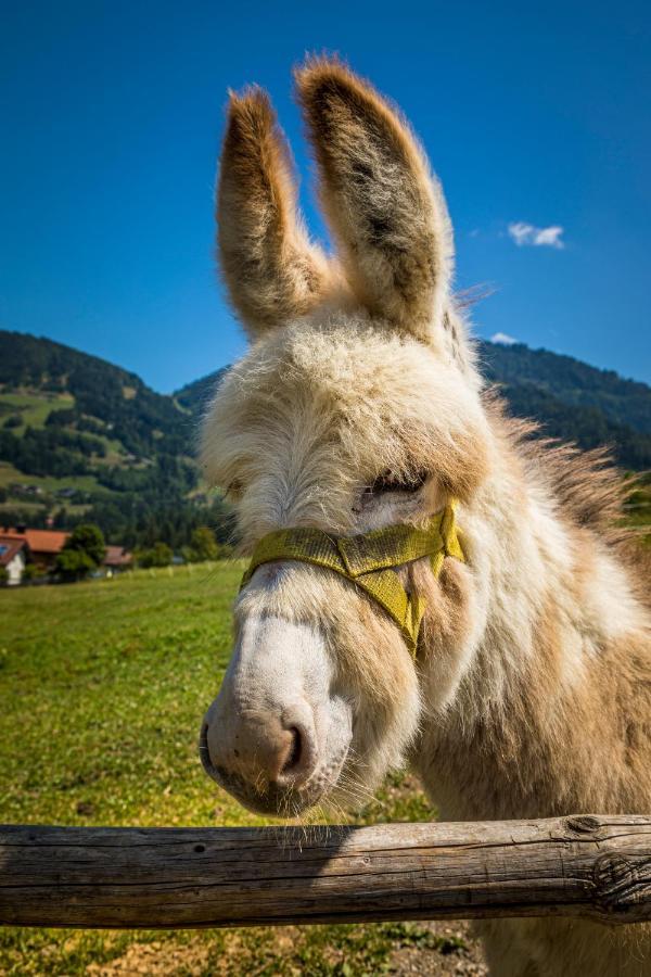 Weidinghof Lägenhet Sankt Veit im Pongau Exteriör bild