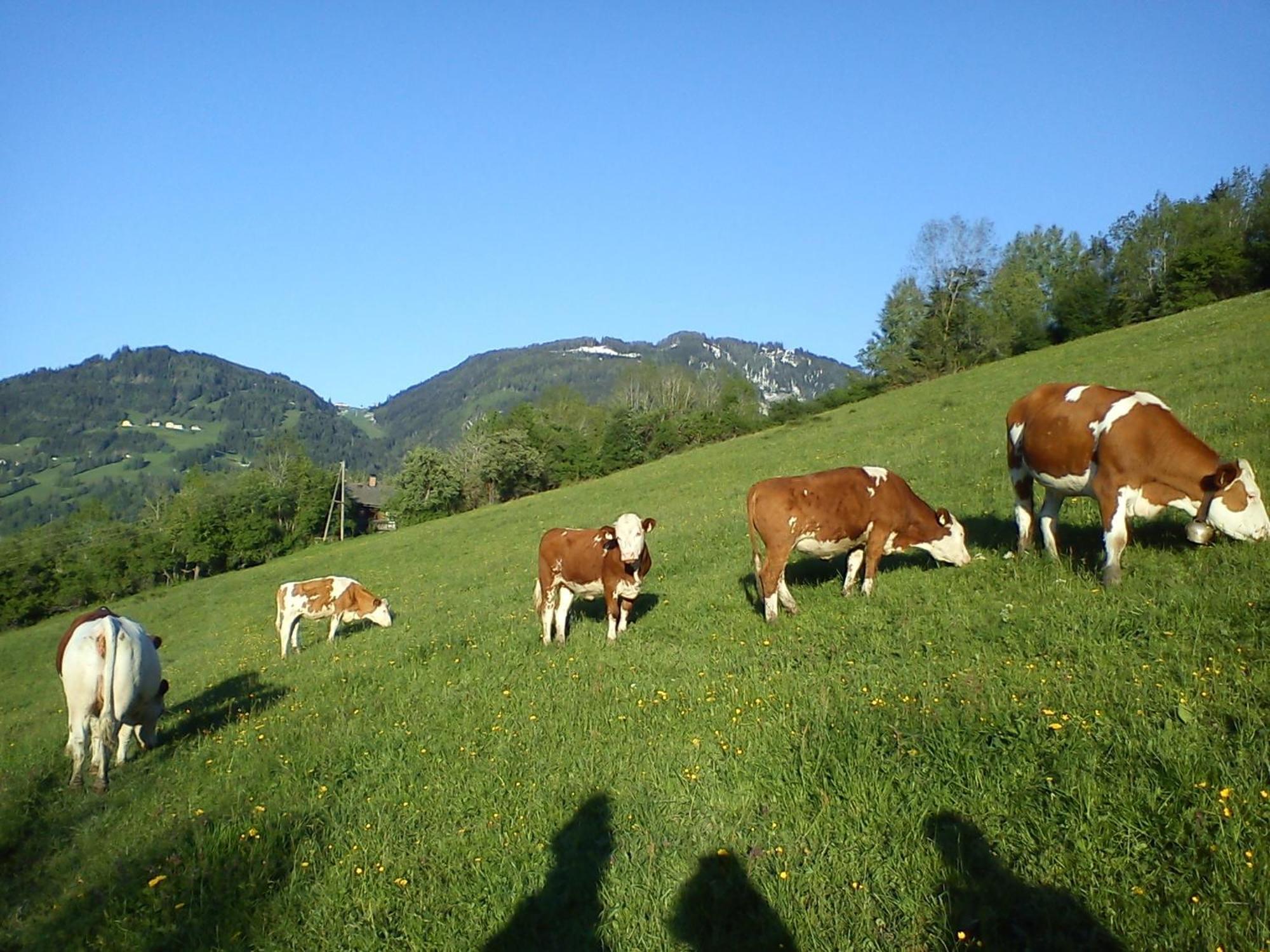 Weidinghof Lägenhet Sankt Veit im Pongau Exteriör bild